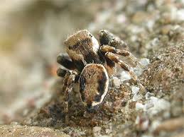 Attēlu rezultāti vaicājumam “Evarcha falcata male”