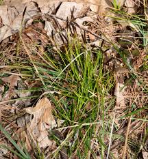 Attēlu rezultāti vaicājumam “Carex caryophyllea leaf”