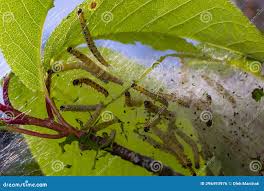 Attēlu rezultāti vaicājumam “Yponomeuta evonymella larva”