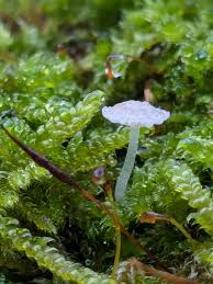 Attēlu rezultāti vaicājumam “Delicatula integrella”