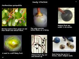 Attēlu rezultāti vaicājumam “Parthenocissus quinquefolia fruit”