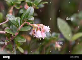 Attēlu rezultāti vaicājumam “Vaccinium vitis-idaea bud”