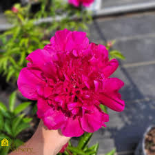 Attēlu rezultāti vaicājumam “Paeonia lactiflora”