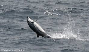 Image result for Stenella coeruleoalba