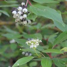 Attēlu rezultāti vaicājumam “Cornus sericea fruit”