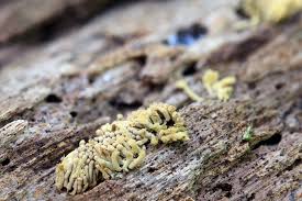 Attēlu rezultāti vaicājumam “Arcyria cinerea young”