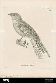 Image result for Caprimulgus aegyptius