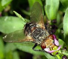 Attēlu rezultāti vaicājumam “Tachinidae”