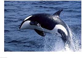 Image result for Orcinus orca