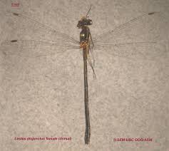 Attēlu rezultāti vaicājumam “Lestes dryas female”