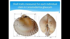 Attēlu rezultāti vaicājumam “Colloderma oculatum sessile”