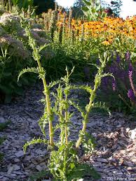 Attēlu rezultāti vaicājumam “Sonchus asper flower”