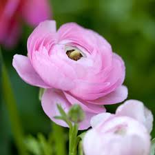 Attēlu rezultāti vaicājumam “Ranunculus brunnescens”