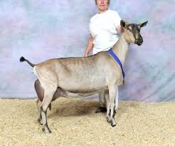 Attēlu rezultāti vaicājumam “Trichia alpina young”