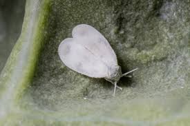 Attēlu rezultāti vaicājumam “Aphrophoridae imago”