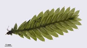 Attēlu rezultāti vaicājumam “Fissidens taxifolius sporophyte”