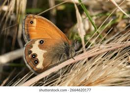 Attēlu rezultāti vaicājumam “Coenonympha arcania underside”