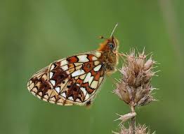 Attēlu rezultāti vaicājumam “Clossiana selene”