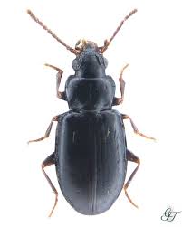 Attēlu rezultāti vaicājumam “Tachyta nana”