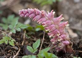 Attēlu rezultāti vaicājumam “Lathraea squamaria flower”