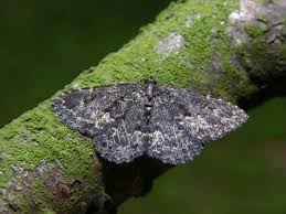 Attēlu rezultāti vaicājumam “Parascotia fuliginaria”