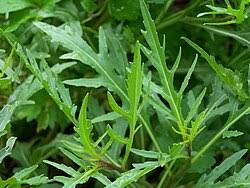 Image result for Diplotaxis tenuifolia