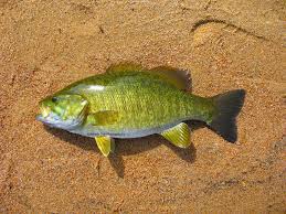Image result for Micropterus