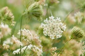 Attēlu rezultāti vaicājumam “Anthriscus sylvestris leaf”