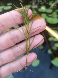 Attēlu rezultāti vaicājumam “Najas flexilis leaf”