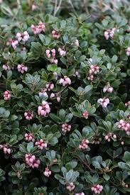 Attēlu rezultāti vaicājumam “Arctostaphylos uva-ursi”