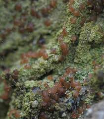 Attēlu rezultāti vaicājumam “Biatora sphaeroides”