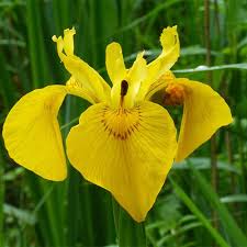 Attēlu rezultāti vaicājumam “Iris pseudacorus flower”