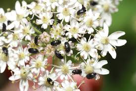 Attēlu rezultāti vaicājumam “Meligethes sp.”