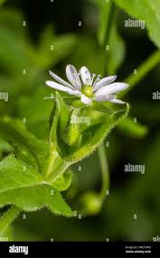 Attēlu rezultāti vaicājumam “Myosoton aquaticum flower”