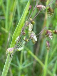 Attēlu rezultāti vaicājumam “Briza media flower”