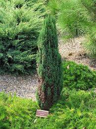 Attēlu rezultāti vaicājumam “Chamaecyparis lawsoniana”