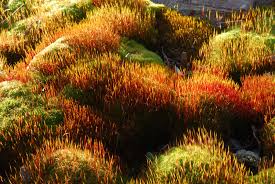 Attēlu rezultāti vaicājumam “Ceratodon purpureus”