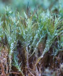 Attēlu rezultāti vaicājumam “Saelania glaucescens”