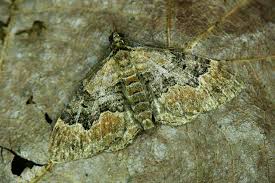 Attēlu rezultāti vaicājumam “Xanthorhoe quadrifasiata”