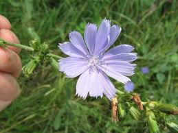 Attēlu rezultāti vaicājumam “Cichorium intybus flower”