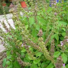 Attēlu rezultāti vaicājumam “Clinopodium vulgare fruit”