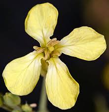 Attēlu rezultāti vaicājumam “Raphanus raphanistrum”