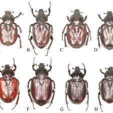Attēlu rezultāti vaicājumam “Osmoderma barnabita imago”