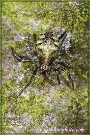 Attēlu rezultāti vaicājumam “Gibbaranea gibbosa”