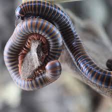 Attēlu rezultāti vaicājumam “Aphodius sp. imago”