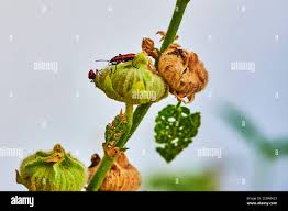 Attēlu rezultāti vaicājumam “Alcea rosea bud”