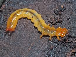 Attēlu rezultāti vaicājumam “Pyrochroidae larva”