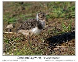 Attēlu rezultāti vaicājumam “Vanellus vanellus”