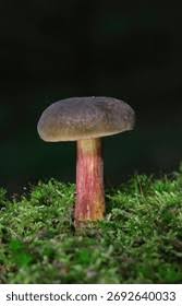 Attēlu rezultāti vaicājumam “Xerocomus pruinatus”