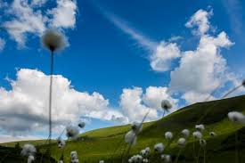 Attēlu rezultāti vaicājumam “Eriophorum latifolium flower”